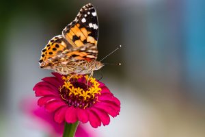 DSV monarch butterfly