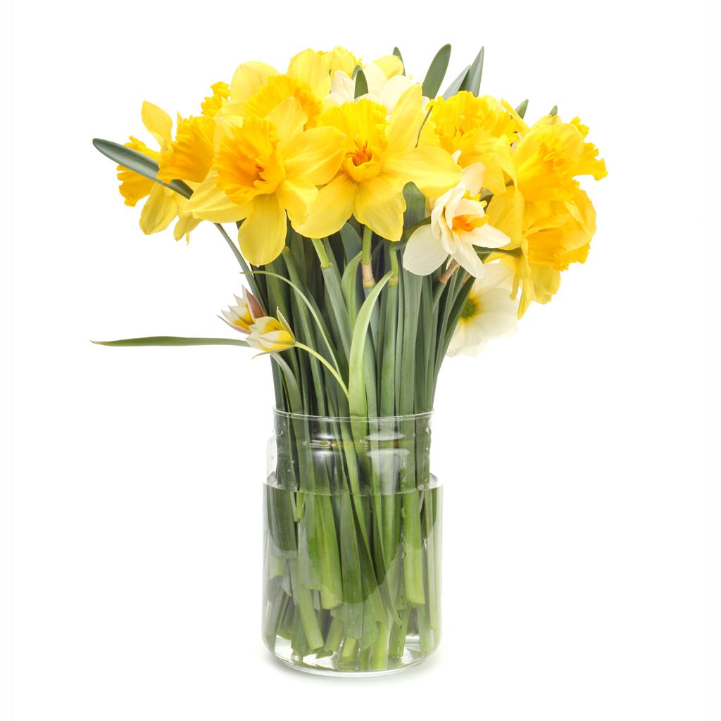 Dayspring Villa Assisted Living Community in Denver, CO - daffodil for dsv website