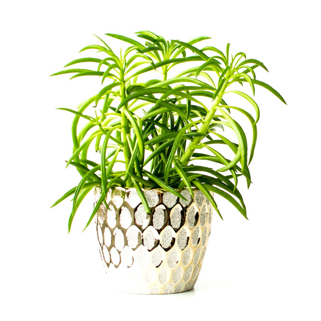 Dayspring Villa Assisted Living Community in Denver, CO - potted plant in planter