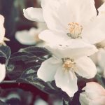 Dayspring Villa Assisted Living Community in Denver, CO - white flower