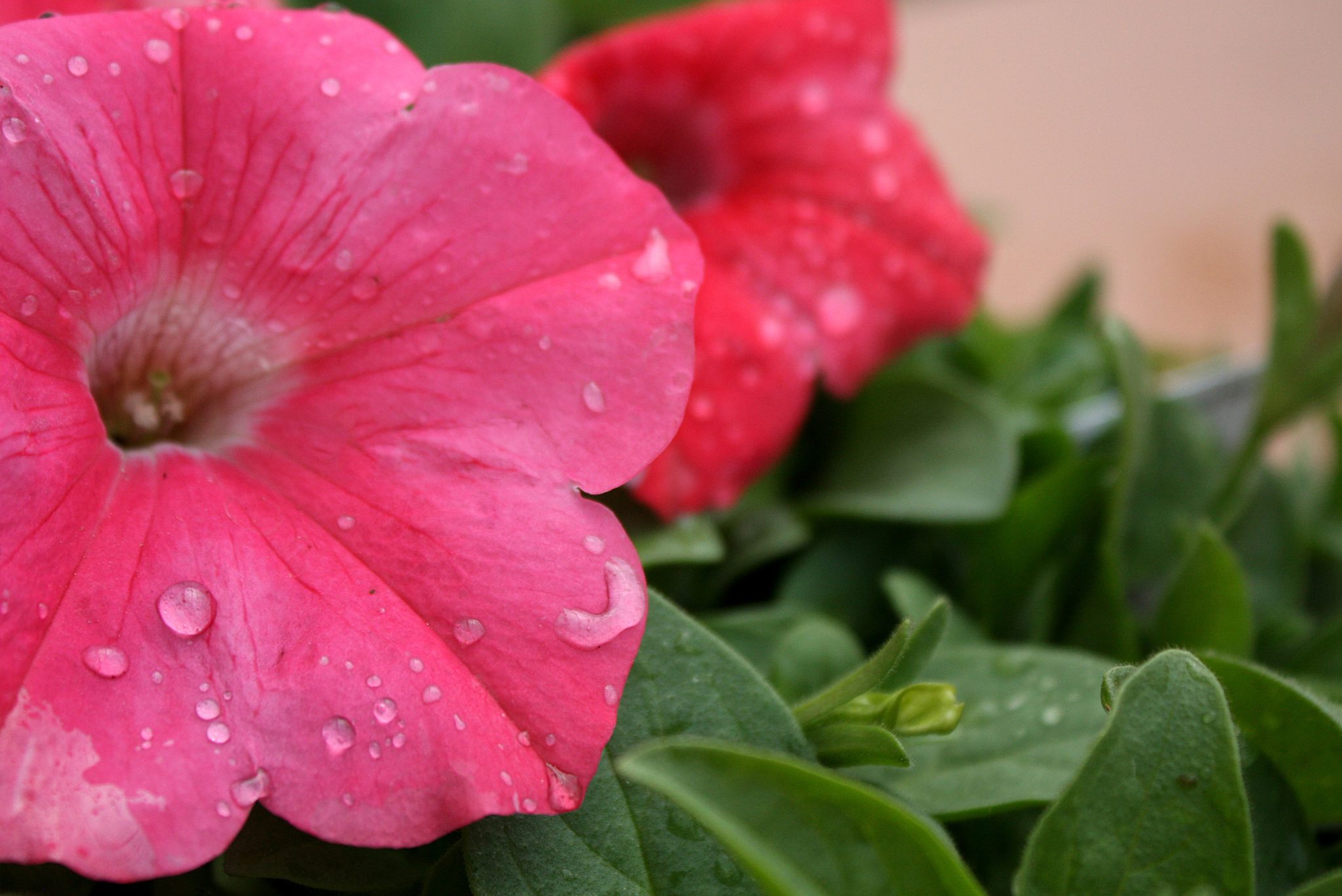 Dayspring Villa Assisted Living Community in Denver, CO - close up of pink petunia