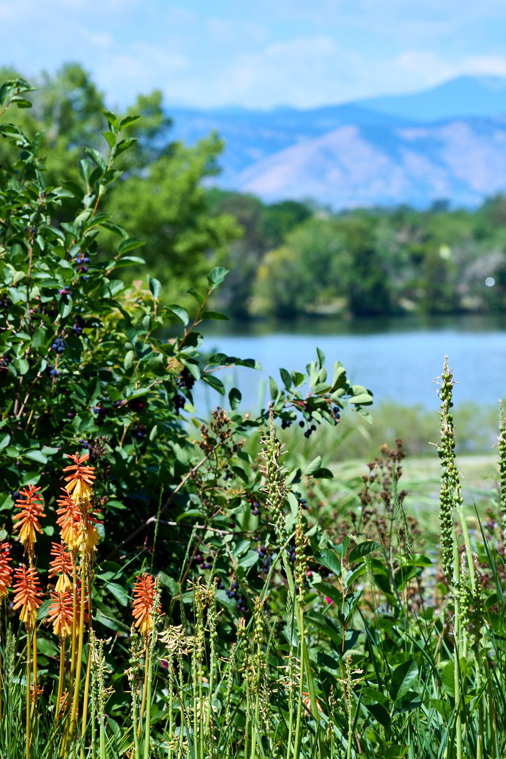 Dayspring Villa Assisted Living Community in Denver, CO - wildflower closeup at sloans lake