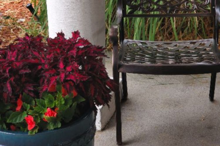 Dayspring Villa Assisted Living Community in Denver, CO - dayspring villa patio
