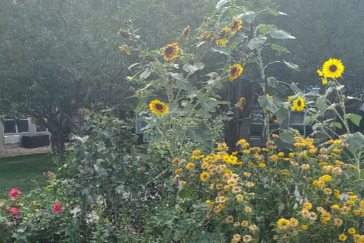 Dayspring Villa Assisted Living Community in Denver, CO - garden renovation at dayspring villa