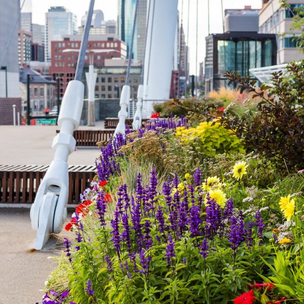 Dayspring Villa Assisted Living Community in Denver, CO - flowers and bridge in highlands denver